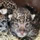 Illustration for article titled The World Gets Cuter: Jaguar Edition